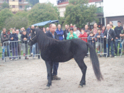 SEMENTAL GANADOR