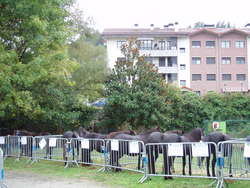 LOTE DE ANIMALES PARTICIPANTES