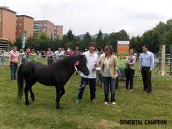 SEMENTAL CAMPEON.