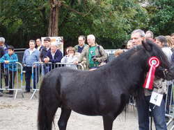 SEMENTAL GANADOR